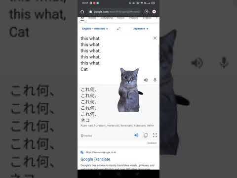 Kore Nani NEKO | Google Translate | English - YouTube