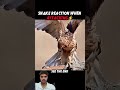 Even the Fast Snake Couldn't Touch the Cat!#trending#animals#wildlife#cat#snake #shorts