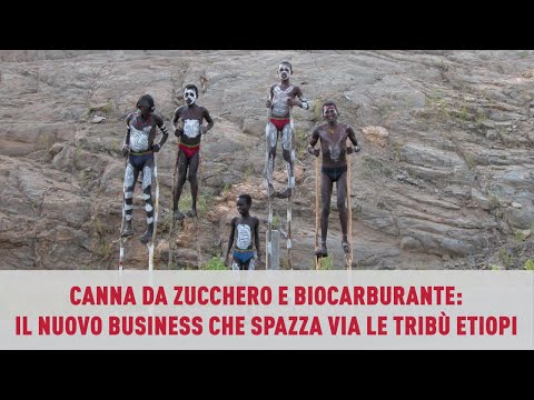 Video: Un'istantanea Della Diversità Microbica E Della Funzione In Un Mucchio Indisturbato Di Bagassa Di Canna Da Zucchero