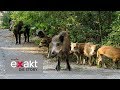 Wildschweine vor der Haustür - Kampf gegen die Plage | Exakt - Die Story | MDR