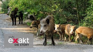 Wildschweine vor der Haustür - Kampf gegen die Plage | Exakt - Die Story | MDR