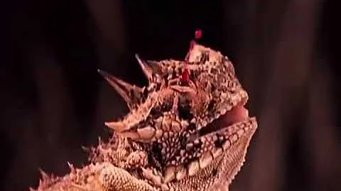 Рогатая ящерица