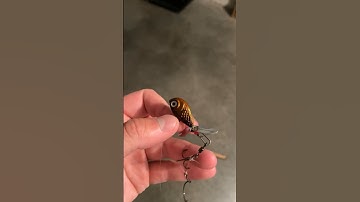 Death jig for big walleyes