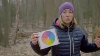 Earth Day Activities: Making Tree Identification Fun for Kids