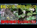 The Trees Chloranthus 歌詞 動画視聴 歌ネット