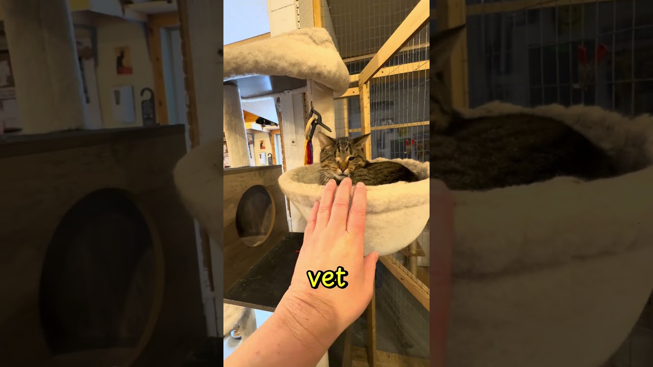 Кормим команду на CTF 🐾