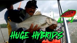 EASIEST Way to Catch Huge Hybrid Striped Bass...(Their Crushing IT! )