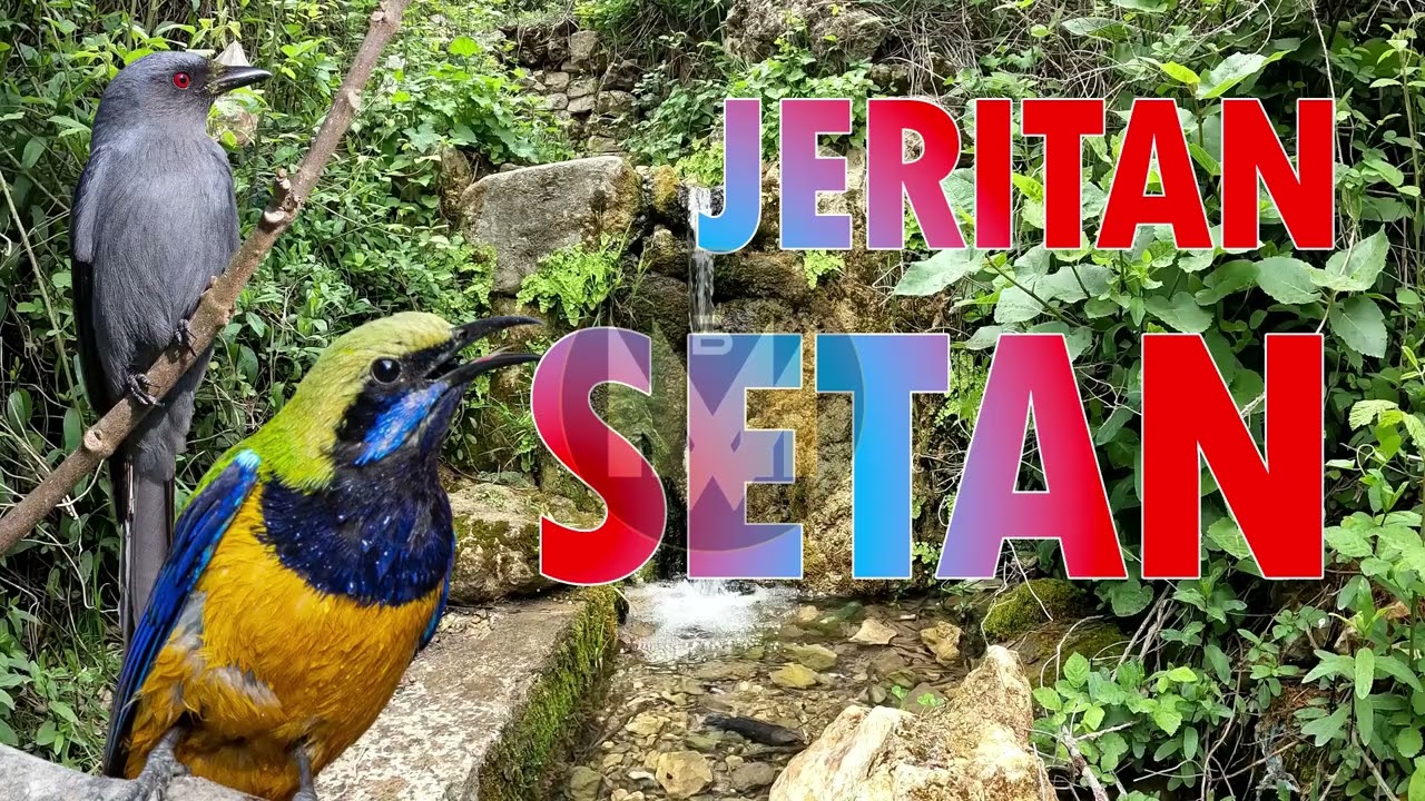 MASTERAN PEDAS! Full Tembakan Melengking Untuk Burung Juara #masteranmuraibatu  #masterancucakijo