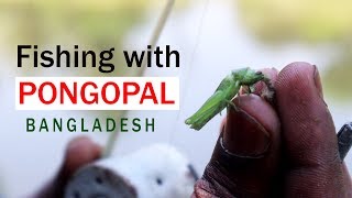 পঙ্গপাল দিয়ে মাছ ধরা | Fishing With Pongopal in Bangladesh | Fishing 2020