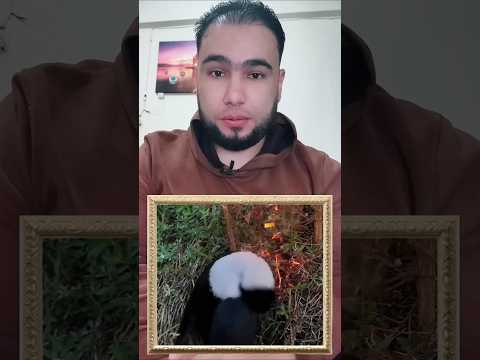 لن تصدقوا ان هذا الطائر هو المسؤول عن أغلب الحرائق في الغابات طائر الحدئة