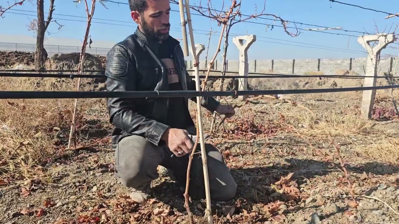 آموزش کف بر کردن نهال انگور 