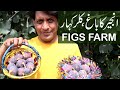 Figs Farm Kalar Kahar | Special Products of Figs | June 2021