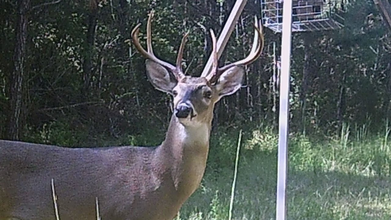 Killshot compilation (Deer and Hogs) - YouTube
