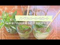 夏にぴったり‼︎ミント