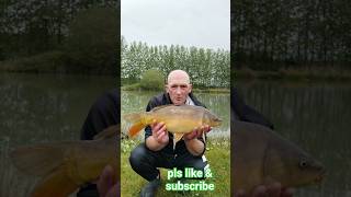 MIRROR CARP