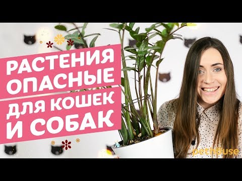 Цветы опасны для животных? Какие цветы опасны для котов, собак и других домашних животных