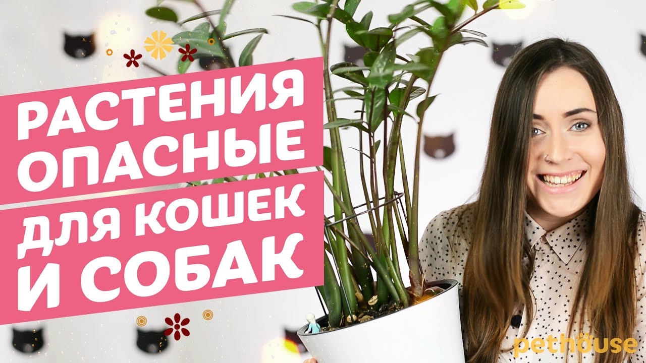 Цветы опасны для животных? Какие цветы опасны для котов, собак и других домашних животных