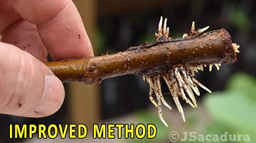ROOTING FIG CUTTINGS | Improved Method!