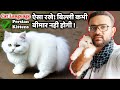 ऐसा रखे बिल्ली कभी बीमार नही होगी || cat || cat farming || faizan cat