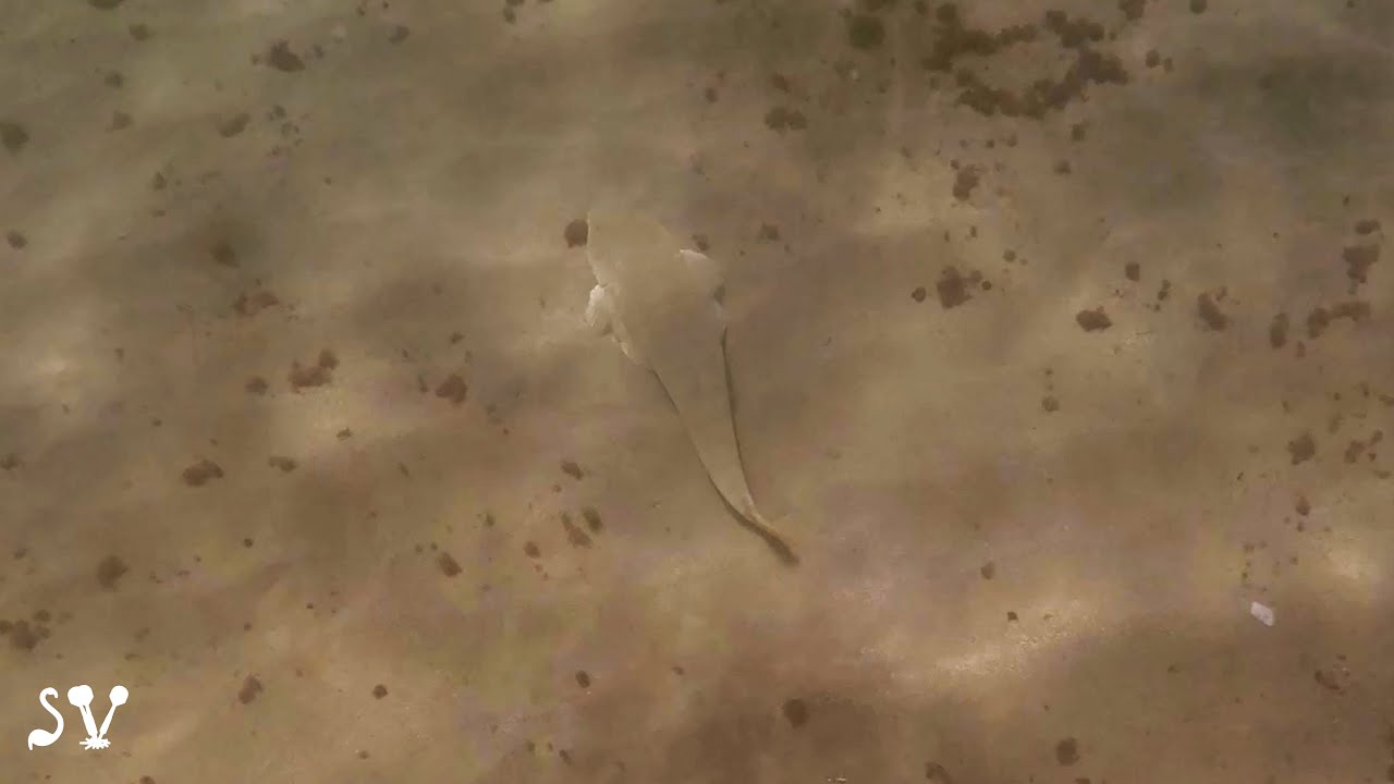Chola guitarfish / Rhinobatos rhinobatos / Гитарный скат / גיטרן מובהק