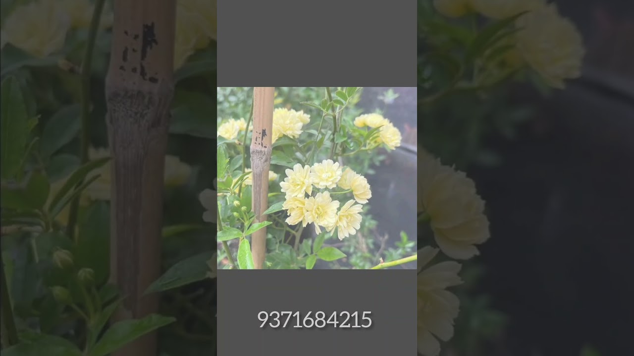 Climbing/Creeper/Veli Gulab Rose Plant