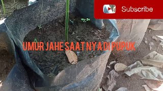 Cara Mengetahui Umur Pemukan Jahe