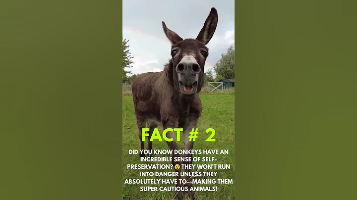 Did You Know Donkeys Are This Smart?