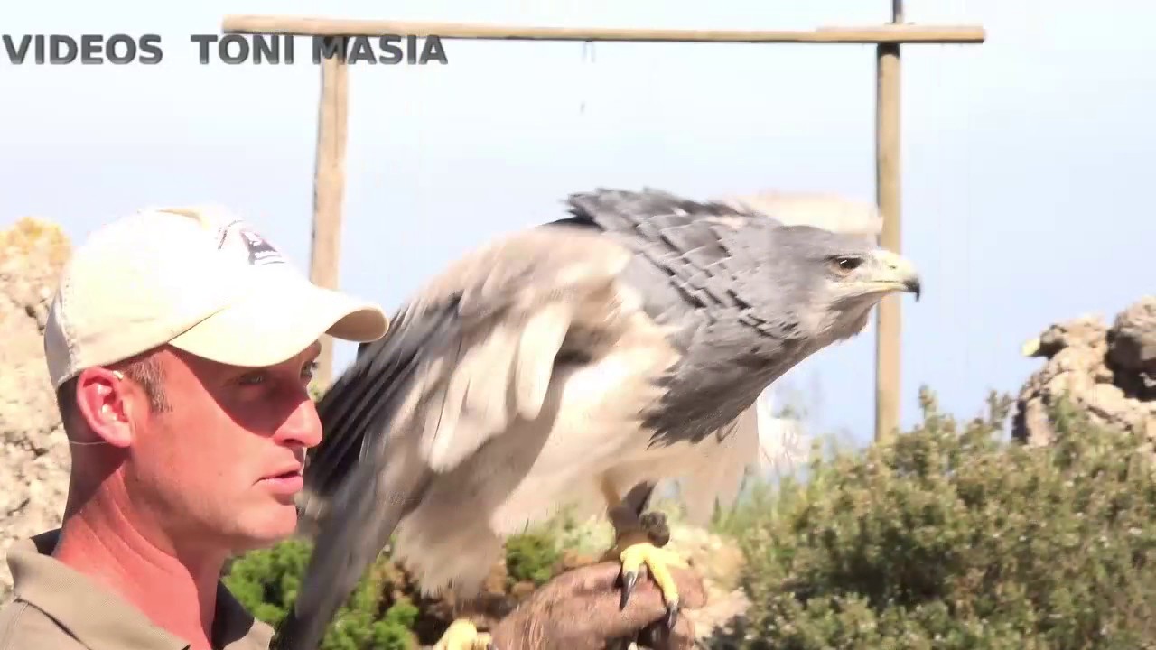 AVES RAPACES EN BENALMADENA MALAGA 2017