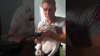 Miniature Bull Terrier: How to grind a dog’s nails?