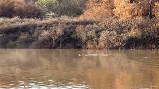 River Otter