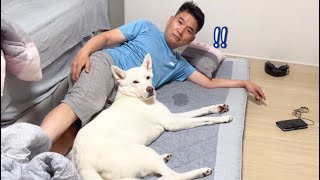 Dad, who told me not to sleep with a puppy.. (Jindo dog) by 진똑개 풍이 850,515 views 1 year ago 4 minutes, 46 seconds