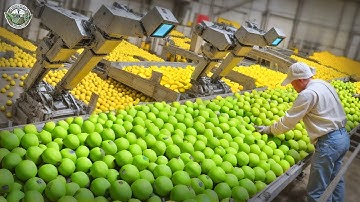 2.9 Million Tons Of Limes Are Harvested To Supply America This Way | Agriculture Technology