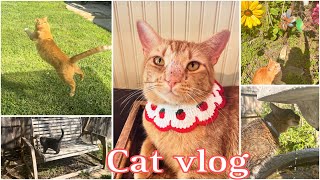 CAT VLOG  Fredy, Luna and Shadow enjoyed the nice weather /Tasty Food /Cat  tunnel #猫 #catlover