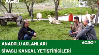 Kangal Yetiştiriciliği Nedir / Agro TV