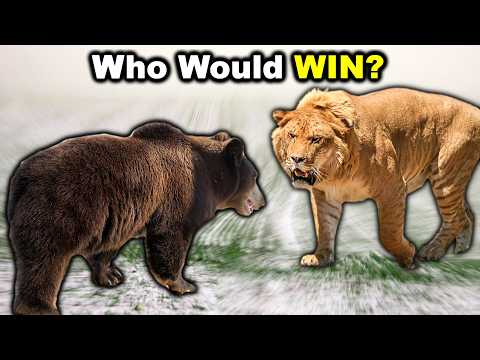 GRIZZLY BEAR Vs LIGER The Honest Truth