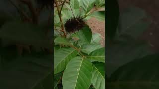 dikira gula hitam ternyata rambutan hitam#shorts