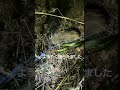 【寝屋が分かればイノシシは捕まる】 #animals #イノシシ#狩猟 #くくりわな#狩りボーイ