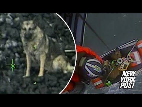 Video: 10 psov, ktorí poznali zimnú búrku Jonáš bol umiestnený na zem pre ich potešenie