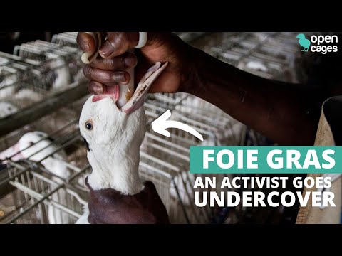 Foie gras: how is it made? An activist goes undercover