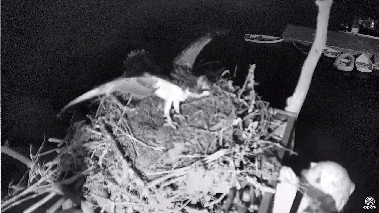 Eric retrieves Bailey again. Hog Island Ospreys. 20.50 / 29 July 2017 ...