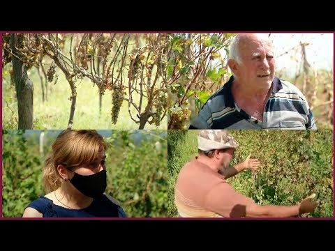 დასეტყვილი ვენახები და განადგურებული მოსავალი | ძლიერი სეტყვა კახეთში