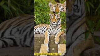 🤯Tiger 🐯🐅🙀🧩 Jigsaw Puzzle Timelapse 🤯 - Jigsaw Puzzles - Puzzle Games screenshot 1