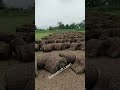 Lawn Grass For Garden #lawnindia #agriculture #samratsoftlawn #lawnmaintenance #lawngrass