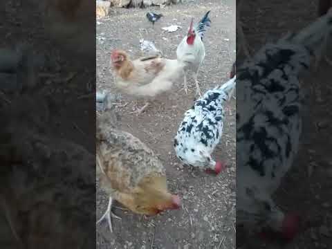 تربية الدجاج البلدي في البوادي والقرى