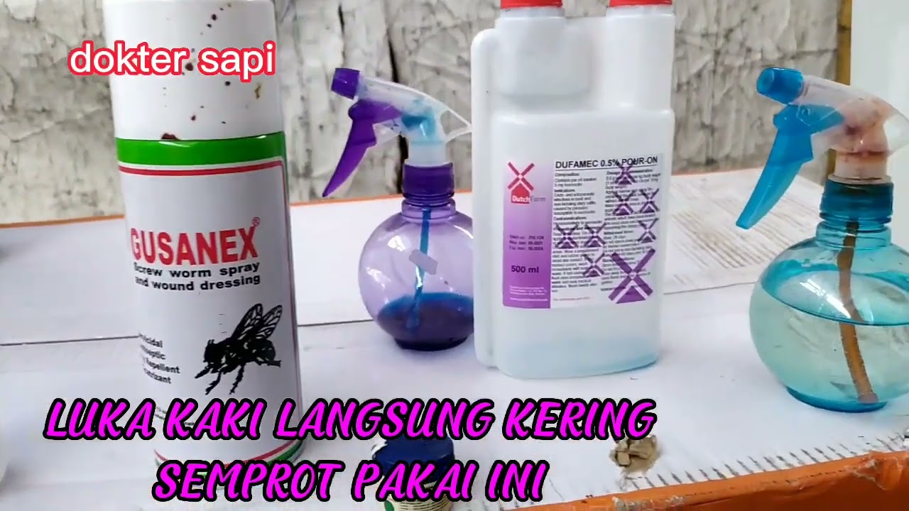 KIAT SUKSES MERAWAT KUKU DAN KAKI SAPI TERINFEKSI PMK