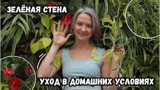 Уход за зелёной стеной в доме / 2 часть