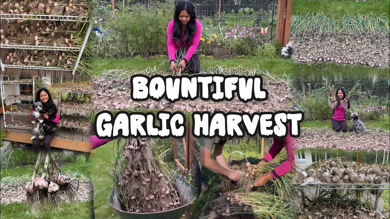 Bountiful Garlic Harvest
