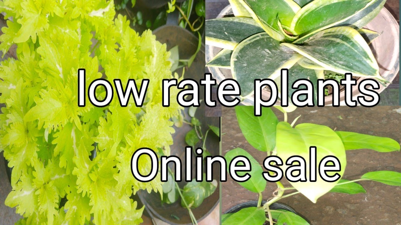 Plants online sale YouTube