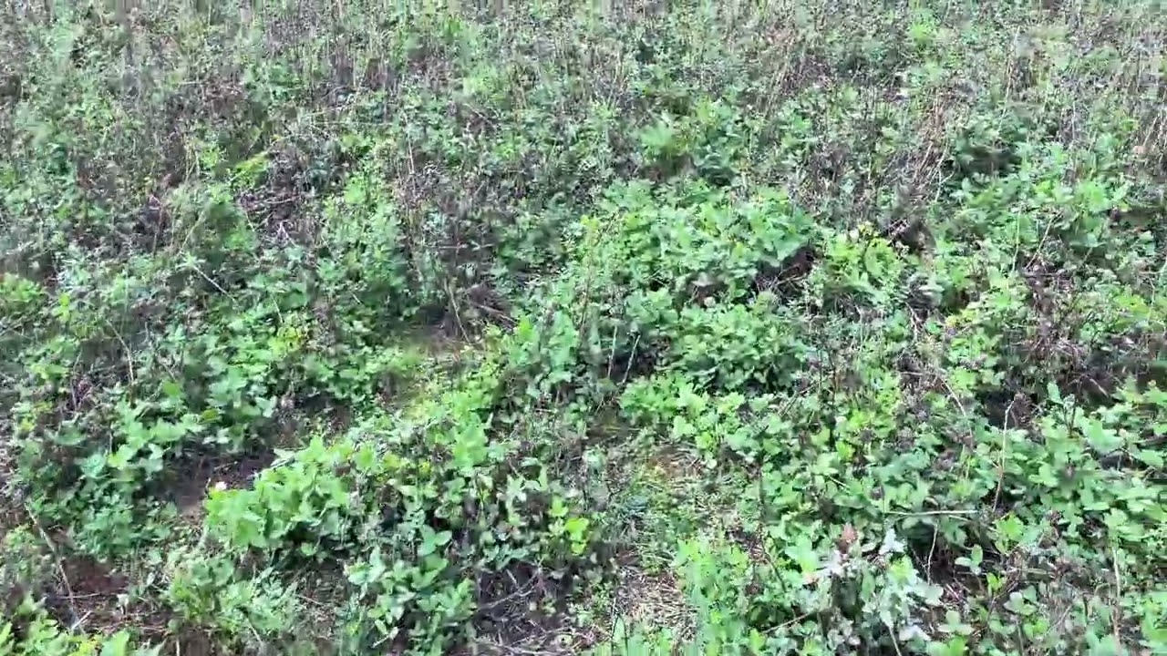 Last few fields planted