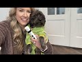 Silent Groom Pro Pet Nail Grinder | Whisper Quiet Claw Trimmer for Dogs, Cats and Other Animals